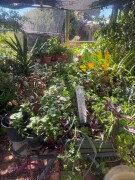 40