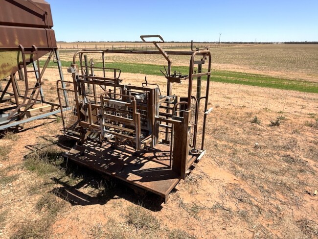 161b Peak Hill crutching sheep handling cradle 5