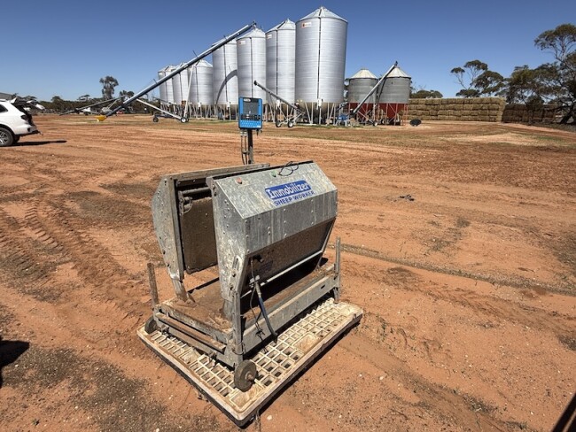 162a Peak Hill immobilizer sheep worker 3