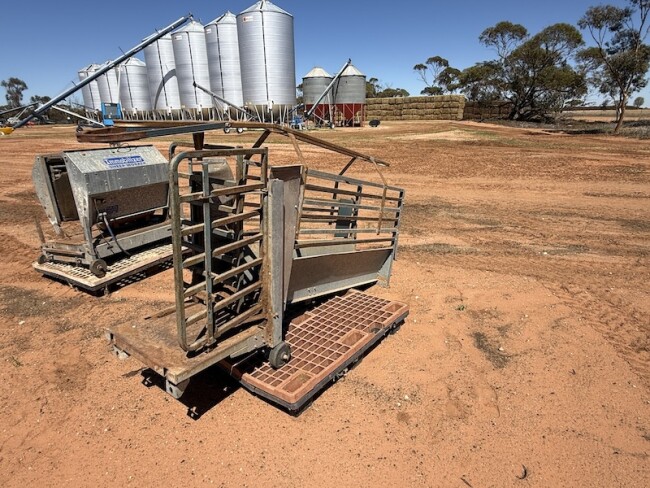 162b Peak Hill immobilizer sheep worker 5