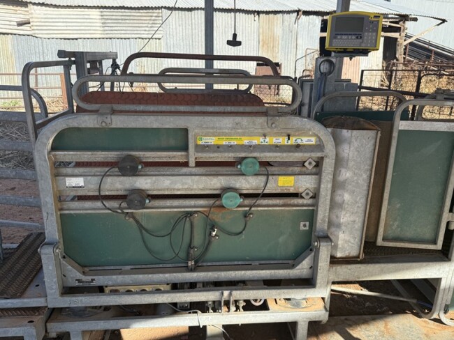 27d Tepari Racewell sheep handler 13