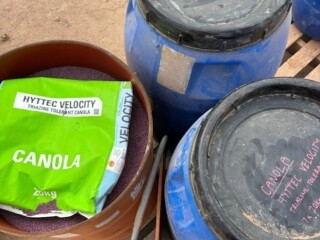 38 Canola Seed Velocity