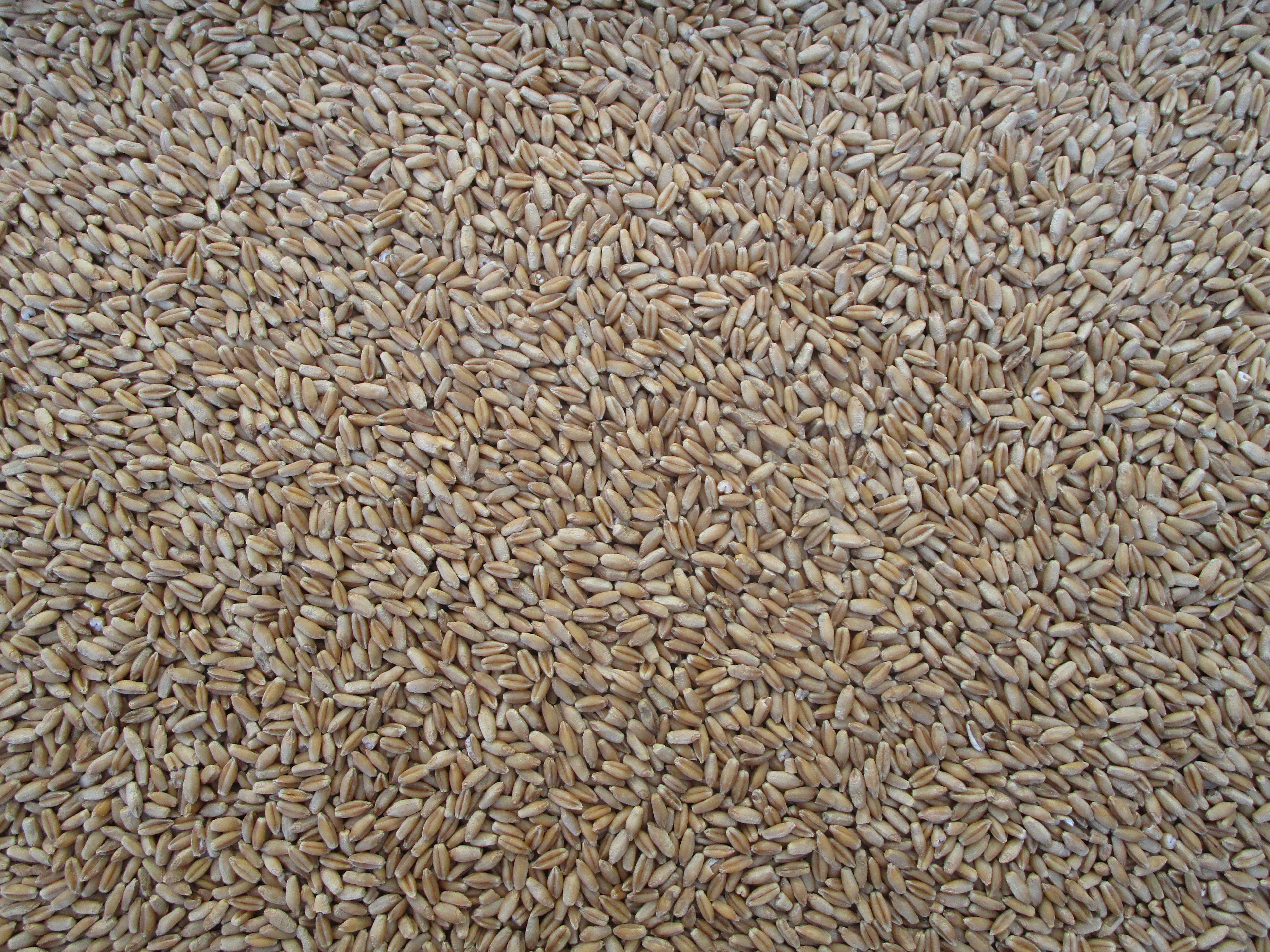 Razoo triticale seed