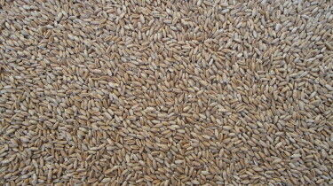 Razoo triticale seed