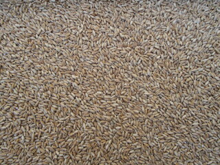 Razoo triticale seed