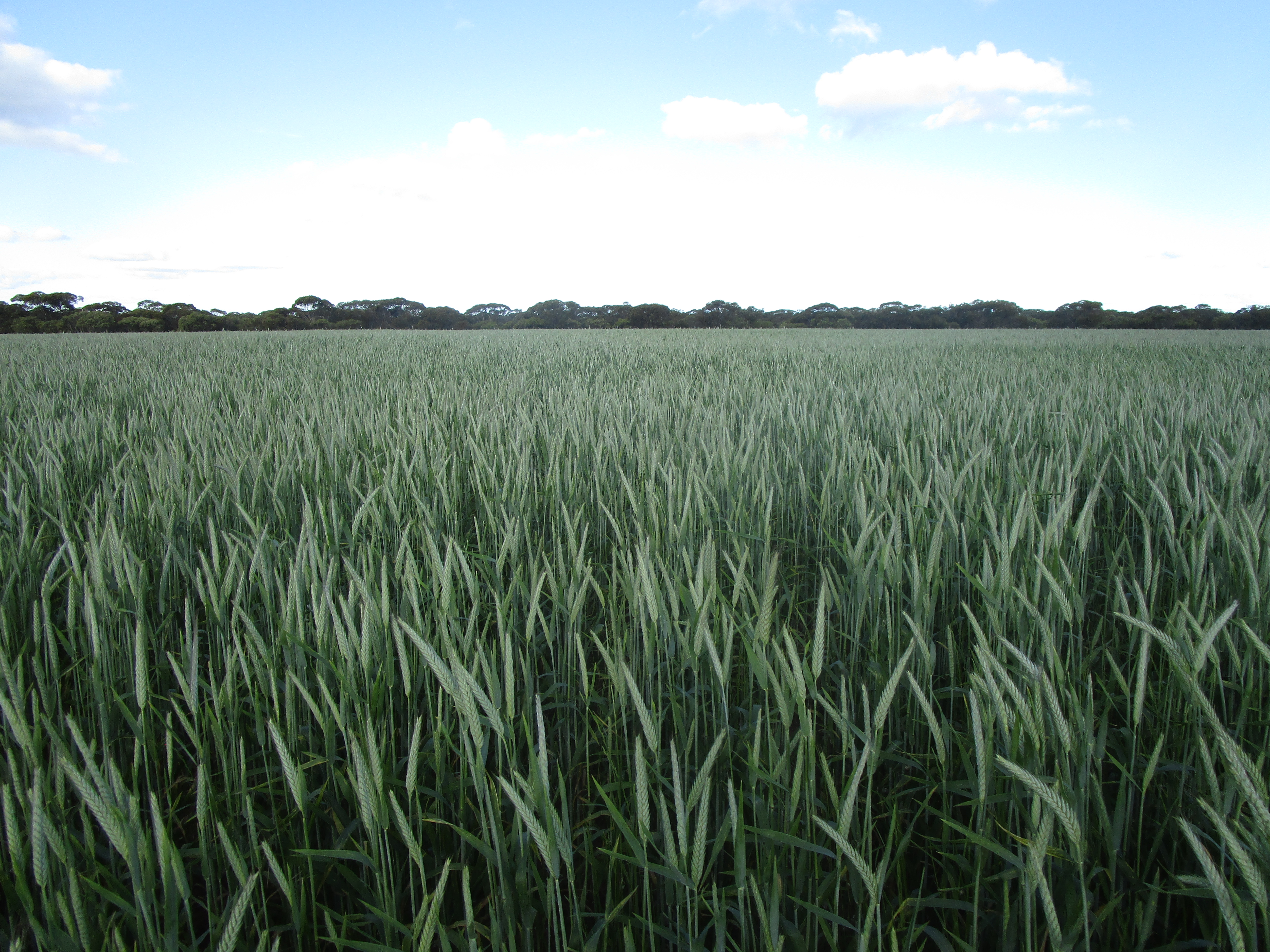 Woomera triticale crop
