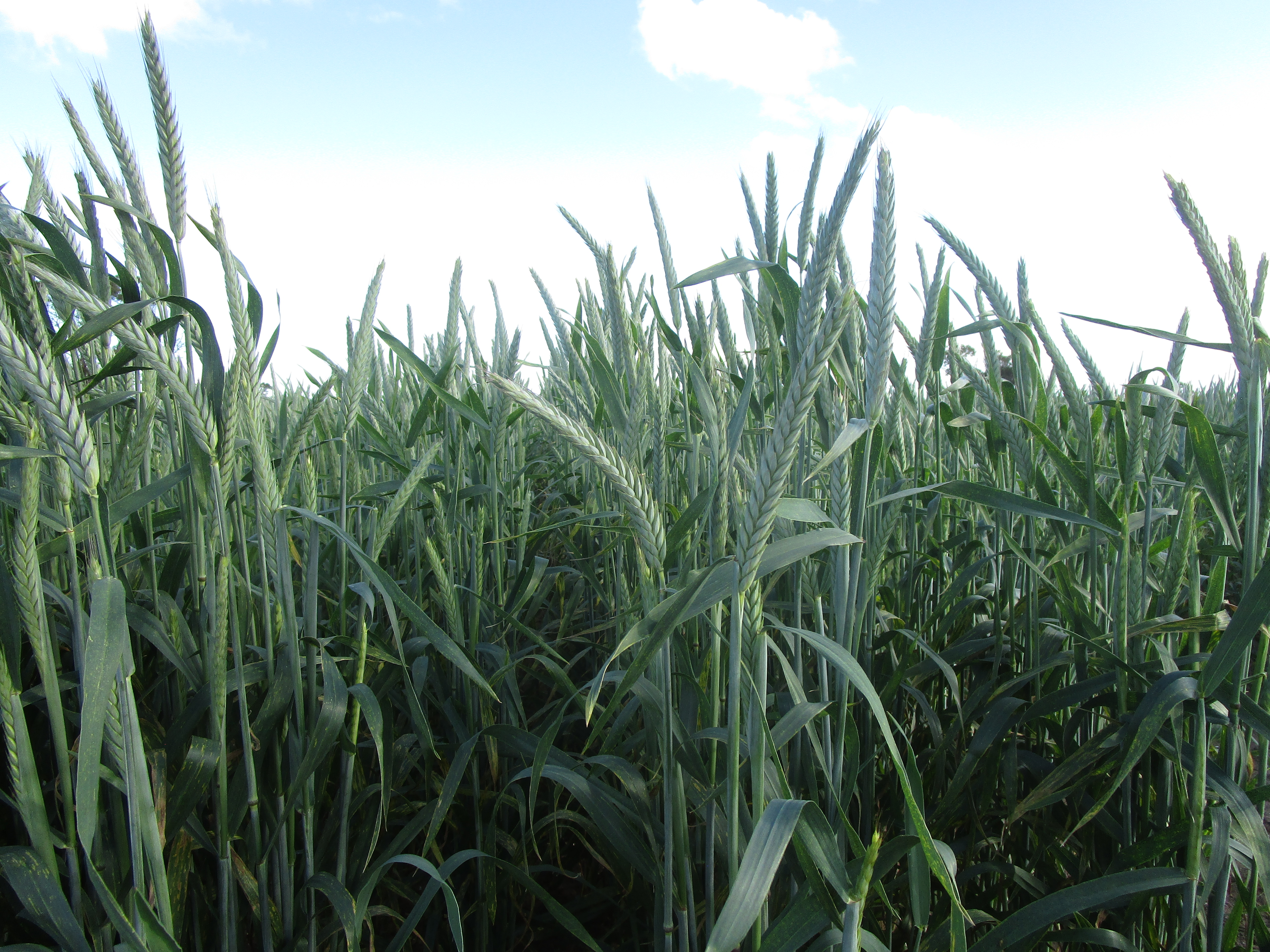 Woomera triticale heads