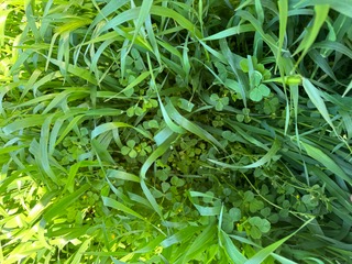 CROP1jpeg