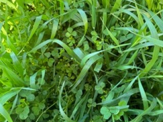 CROP1jpeg