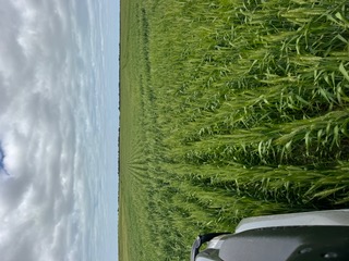 CROP2