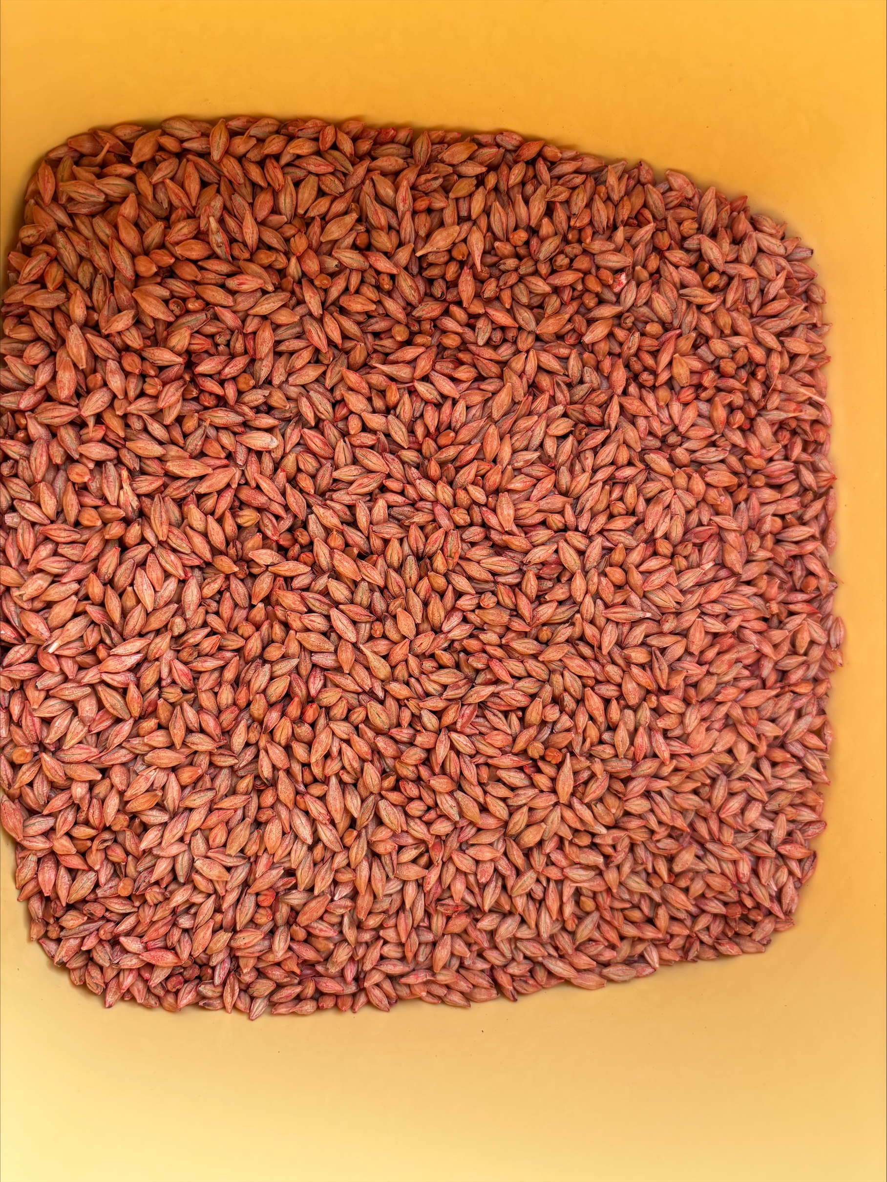 processed C5B1F904 693C 4E92 B135 2A0776CC98D0