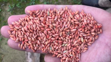 Commodus Seed Barley