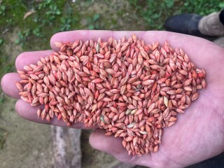 Commodus Seed Barley