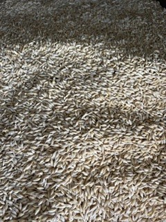 barley