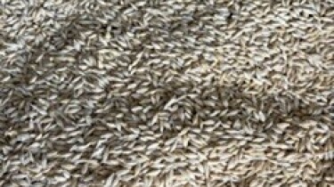 barley