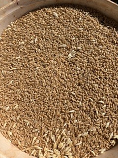 wheat