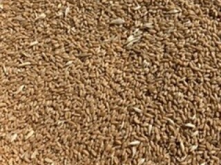 wheat