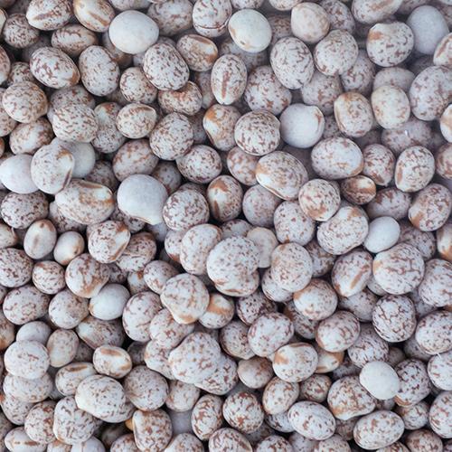 Whole Lupins Nuts Legumes PSA Bagged Down Product 1kg Parrot Supplies Australia