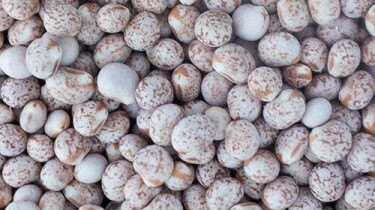 Whole Lupins Nuts Legumes PSA Bagged Down Product 1kg Parrot Supplies Australia