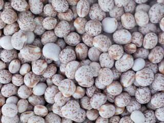 Whole Lupins Nuts Legumes PSA Bagged Down Product 1kg Parrot Supplies Australia
