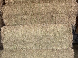 HAY