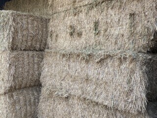 Hay