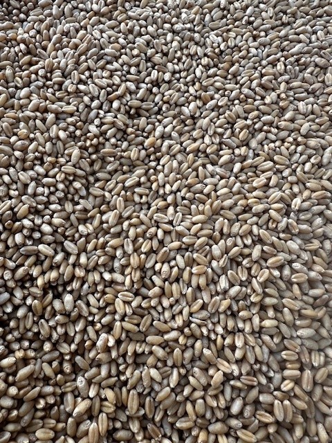 Wheat