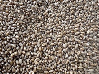 Wheat