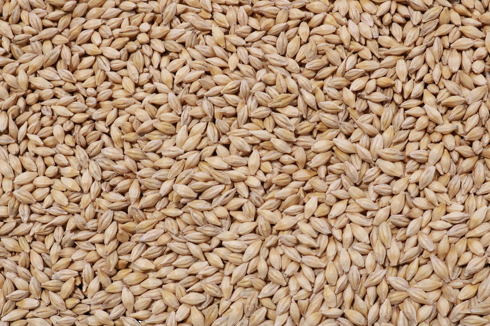 barley seed