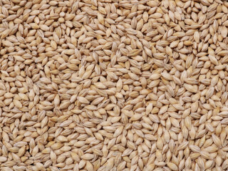 barley seed