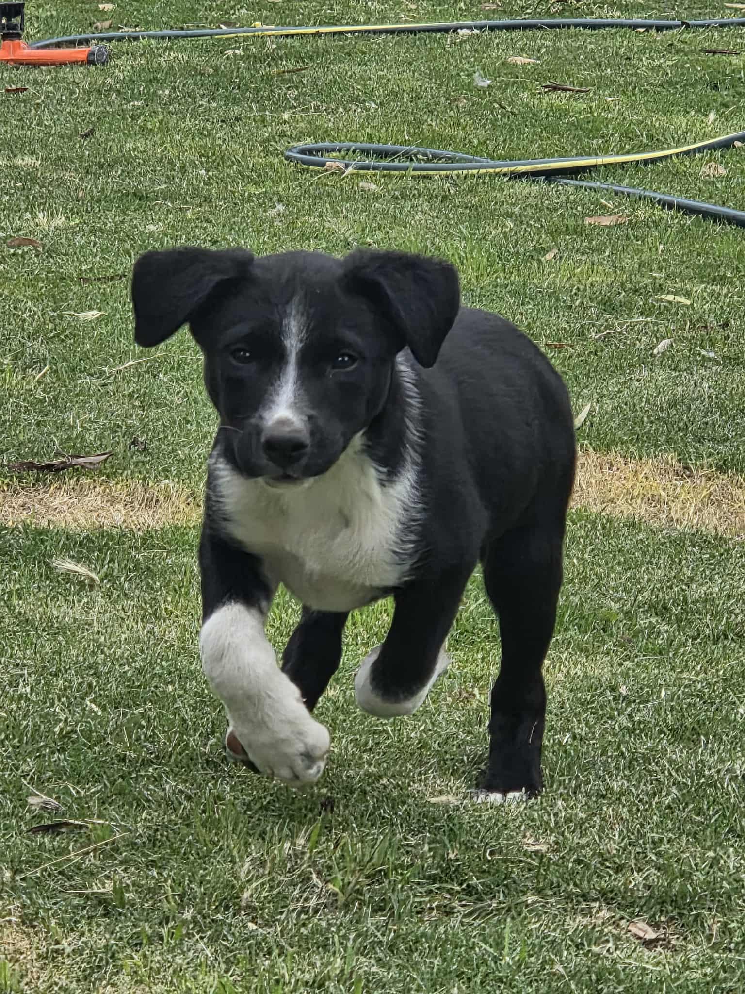 att.IvwRfJnS5Xz1QRi4FWP70GchgNj0qsm2bzESjB Um E