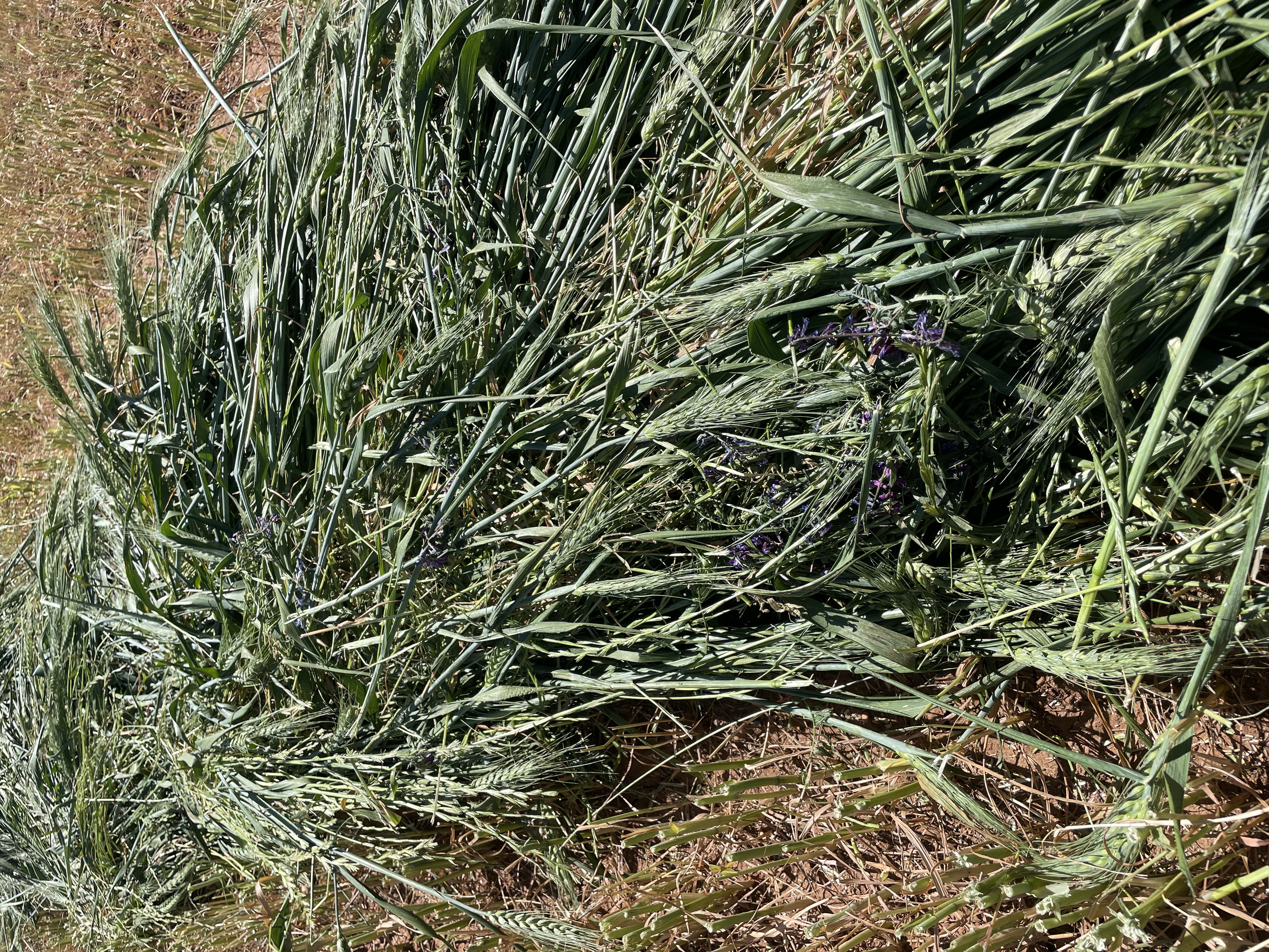 307D3DBD 6D14 4D16 8F46 764D1B72921D