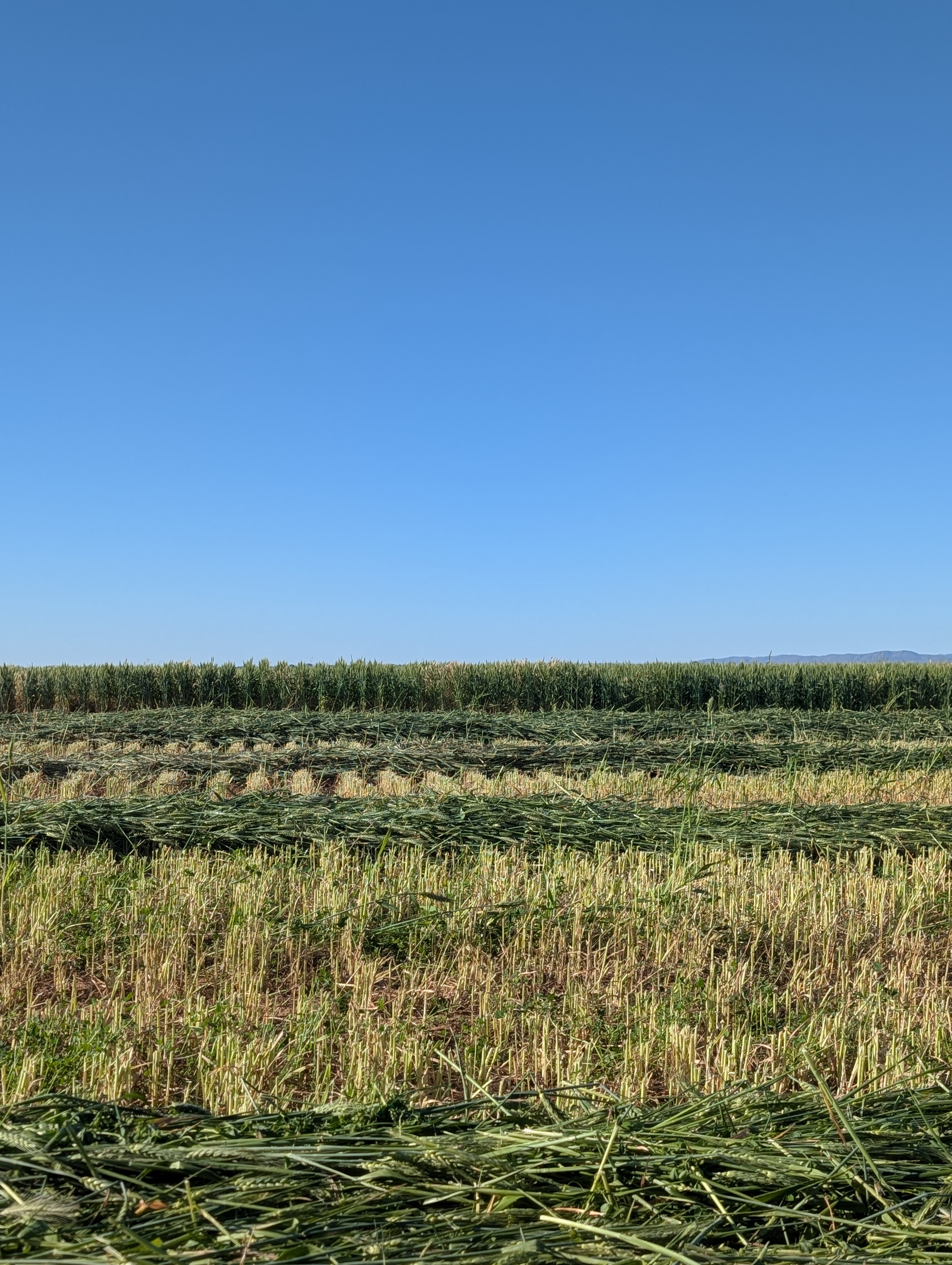 PXL 20251012 065314006.MP