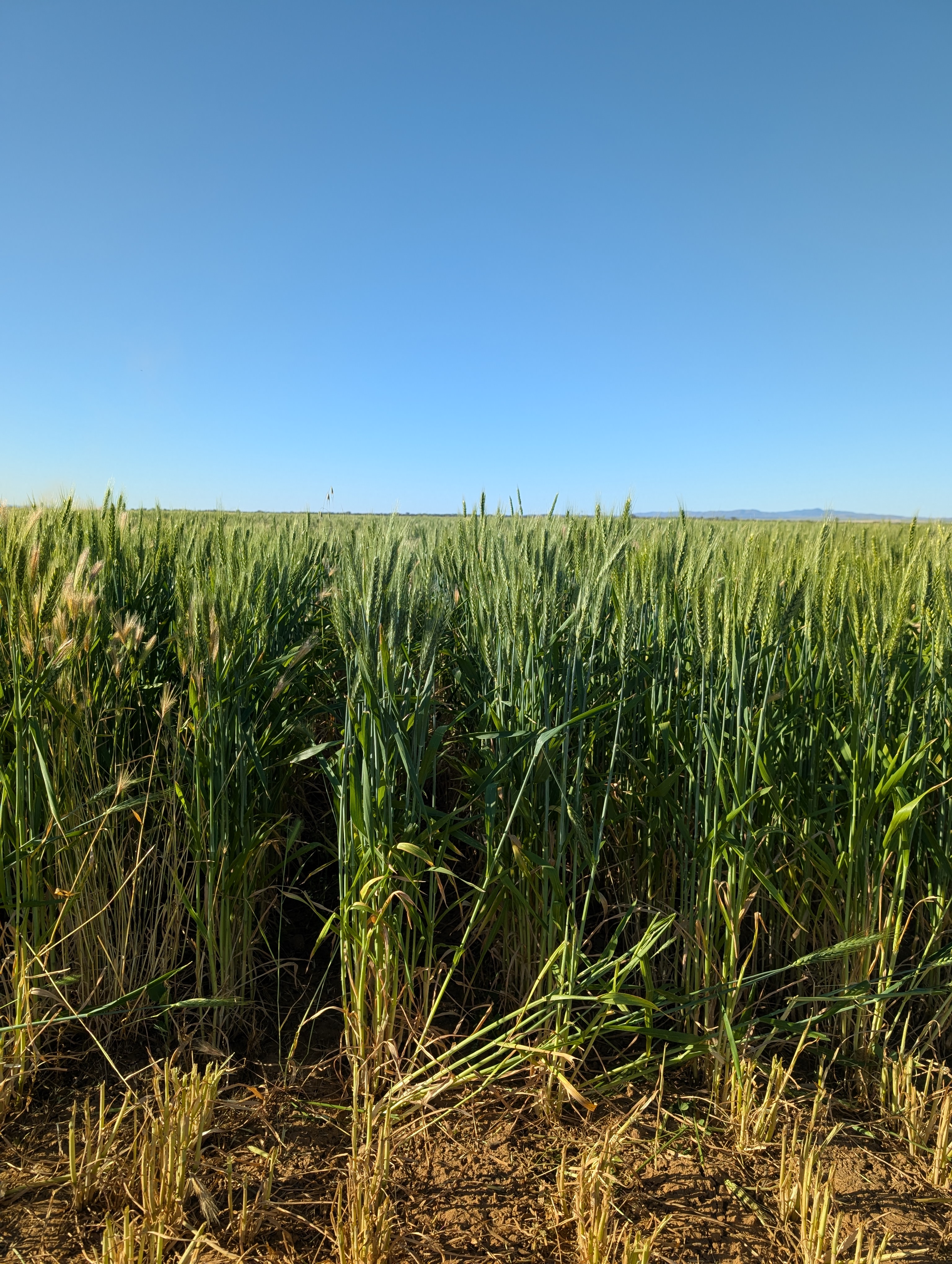 PXL 20251012 065359599