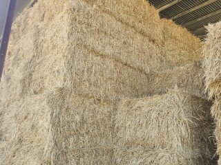 17656017300427425361556128519711