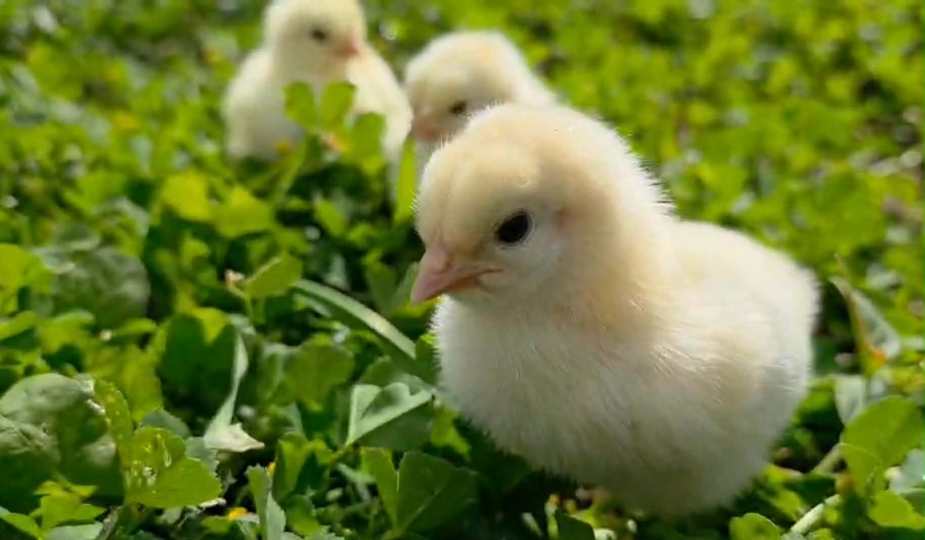 Messenger creation 25F7A45A 7323 4184 A817 08125AEDCDB7