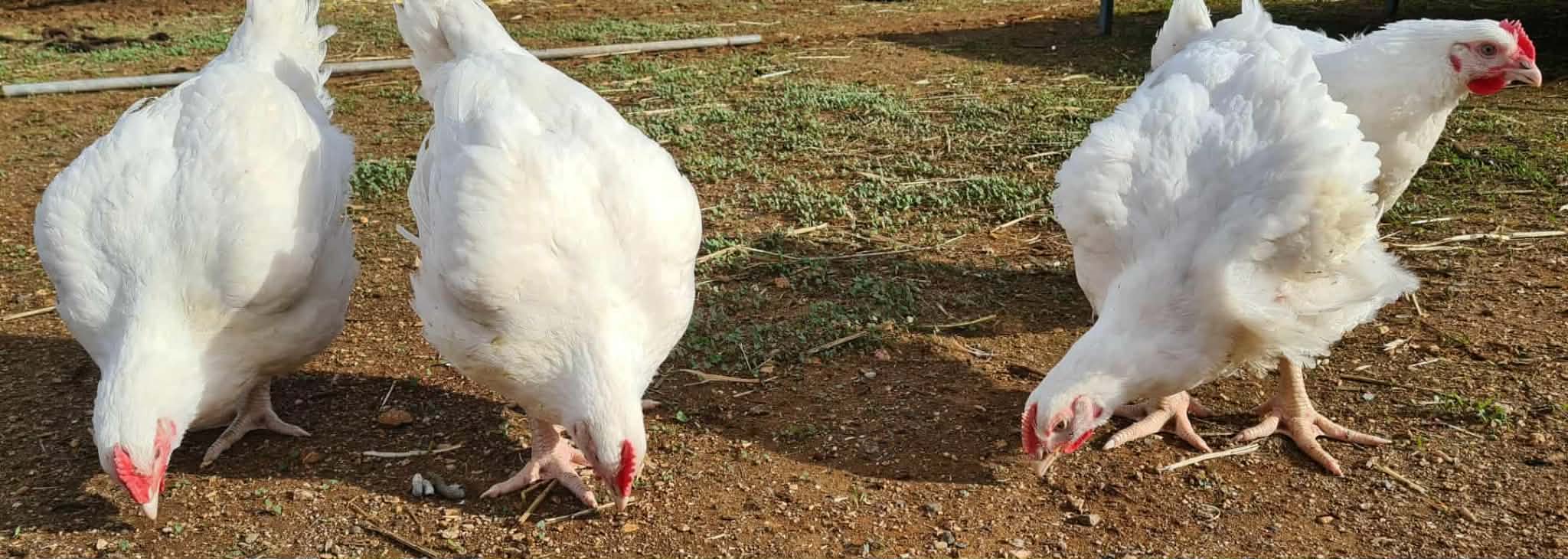 Messenger creation 85704739 9A75 4123 B554 AE9F81B9FDEC