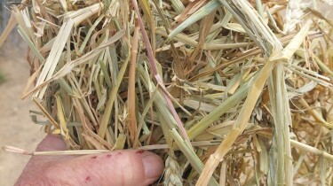 hay