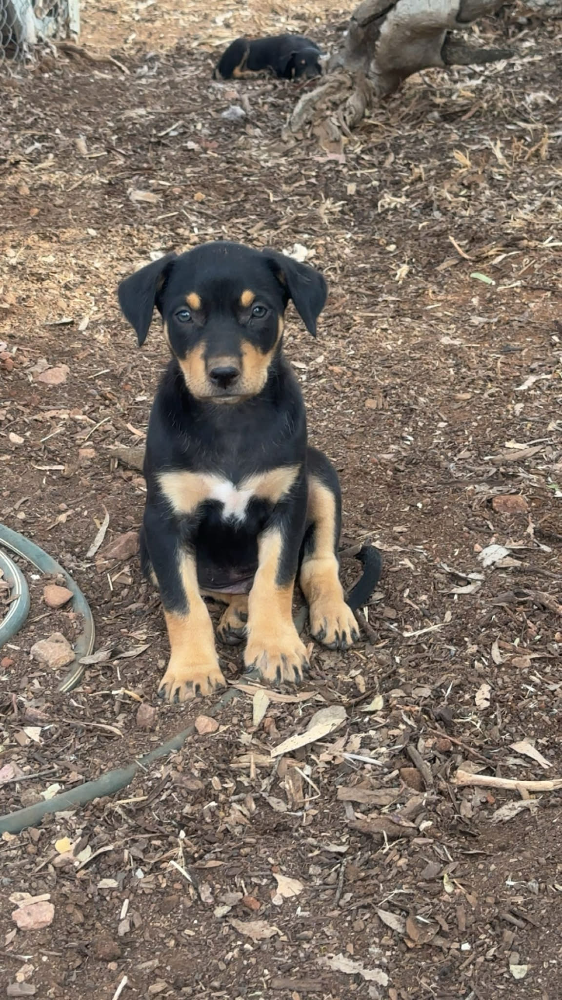 att.HVATUAty2YJ9LiCqIUd8Sp7qA7ioZaBFVf06meRXJik