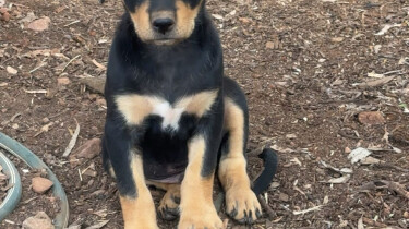 att.HVATUAty2YJ9LiCqIUd8Sp7qA7ioZaBFVf06meRXJik