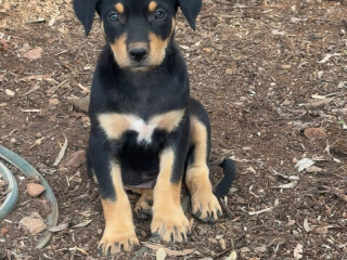 att.HVATUAty2YJ9LiCqIUd8Sp7qA7ioZaBFVf06meRXJik